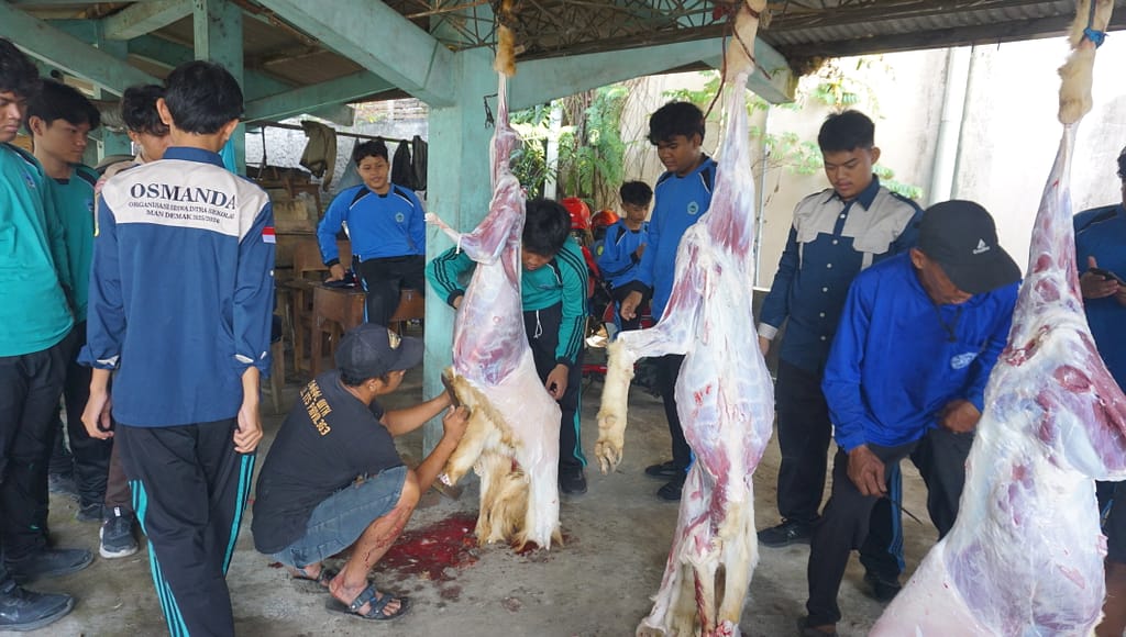 siswa ikut serta dalam penyembelihan hewan kurban